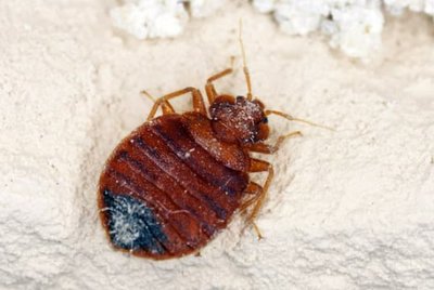 Types of Bed Bugs