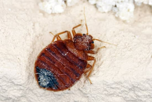 TYPES OF BED BUGS
