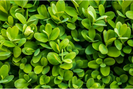 10 deer proof flowering shrubs