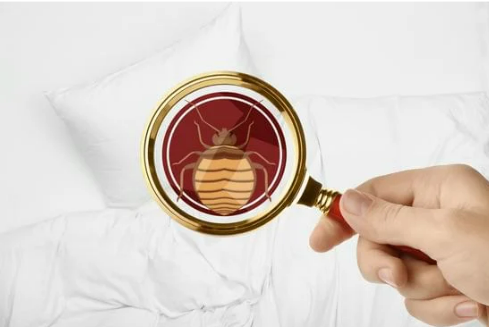 HOW OFTEN DO BED BUGS FEED