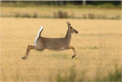 LIQUID DEER REPELLENT