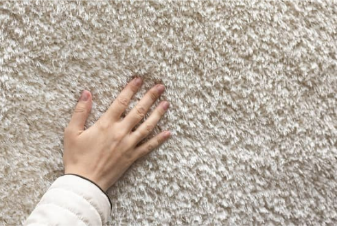 CAN BED BUGS LIVE IN CARPETS