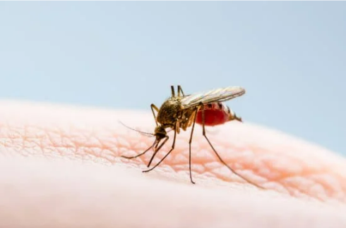 MOSQUITOES AND ASSOCIATED DISEASES