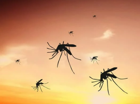 HOW TO GET RID OF MOSQUITOES
