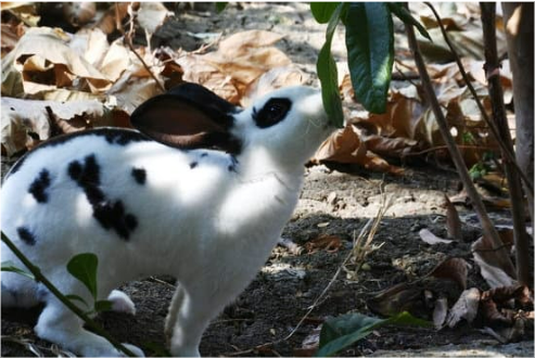 CATCH AND REPEL RABBITS IN YOUR YARD