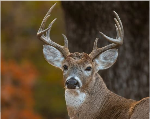COMMON TYPES OF DEER REPELLENT