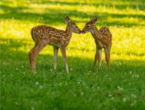 DEER REPELLENTS