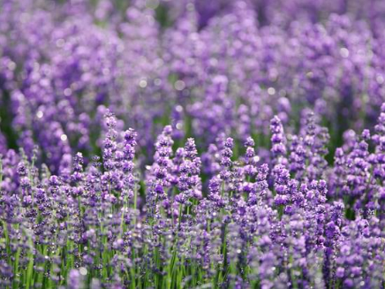 Plants the best organic dog repellent - Nature's MACE
