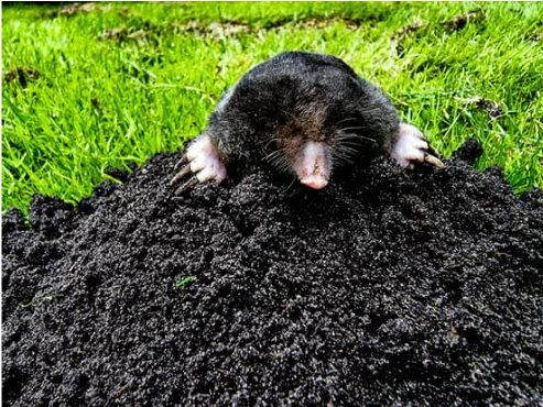 MOLE HABITAT mole-habitat