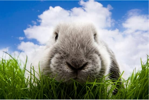 BEST RABBIT REPELLENTS SAFE FOR YOUR PET