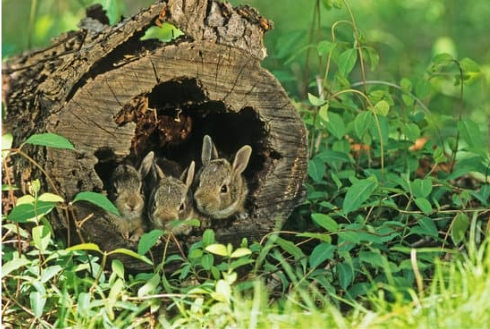 BIOLOGICAL RABBIT REPELLENT