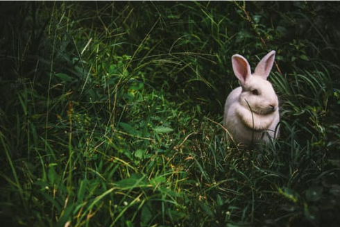HOMEMADE RABBIT REPELLENTS