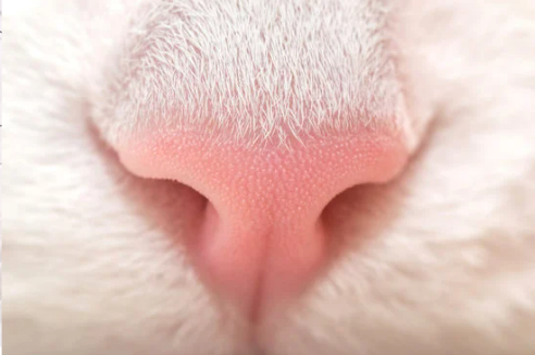 CAN CATS SMELL BED BUGS