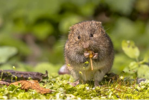 EFFECTIVE TECHNIQUES FOR CONTROLLING VOLES AND MOLES