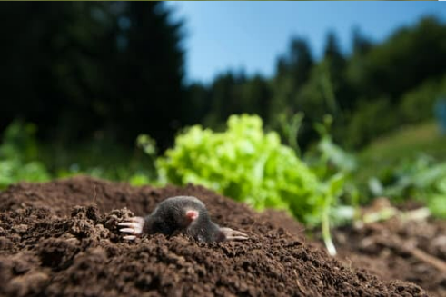 HOW TO EFFECTIVELY REPEL MOLES