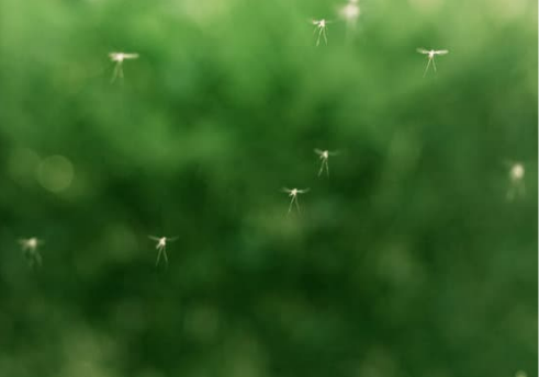 BEST BUG REPELLENT