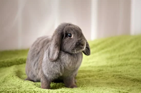 MAKE A HOMEMADE RABBIT REPELLENT