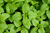 MOSQUITO REPELLENT PLANTS YOU SHOULD GROW IN YOUR GARDEN