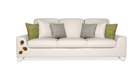 BED BUG FACTS AND FICTION