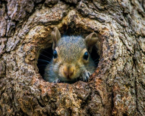 HOW TO KEEP SQUIRRELS OUT OF GARDEN