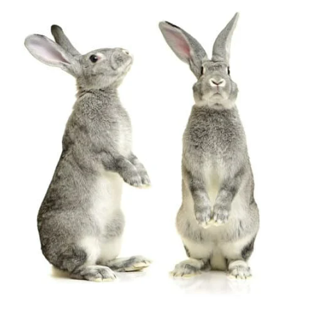 METHODS OF REPELLING RABBITS