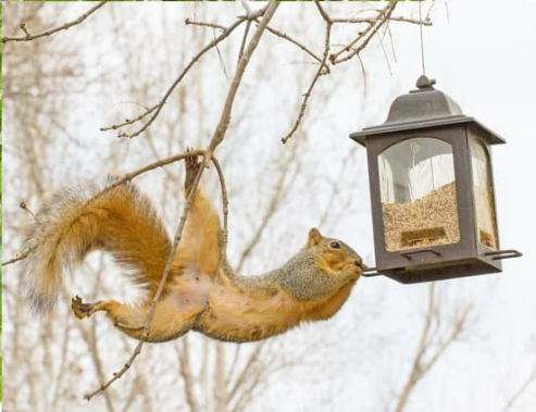 STEPS TO PROTECTING BIRD FEEDERS FROM SQUIRRELS