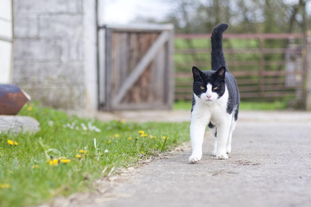 5 easy ways to keep a cat from jumping over the fence