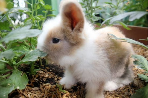 HOW TO CONTROL RABBITS