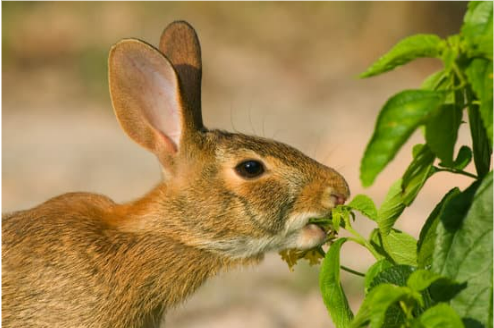 RABBIT DETERRENTS