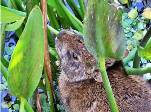 IMPORTANT FACTS YOU NEED TO KNOW ABOUT RABBITS