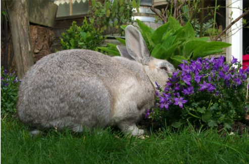 RABBIT REPELLENTS