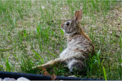 HOW TO KEEP RABBITS OUT OF YOUR YARD