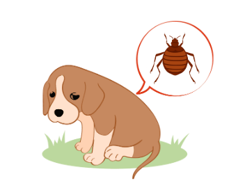 Can Bed bugs live on pets