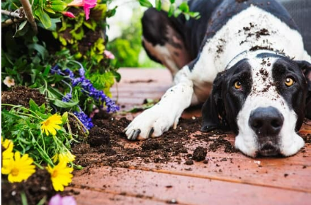 10 practical dog digging repellent tips that work