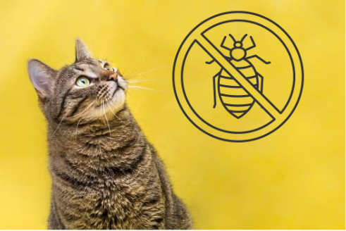 CAN BEDBUGS LIVE ON CATS