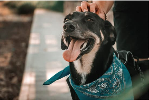 CAN BED BUGS TRAVEL ON PETS