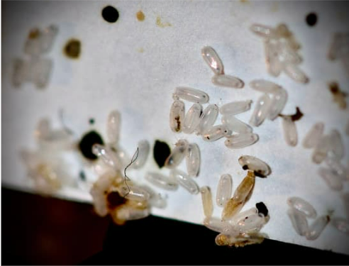 HOW FAST DO BED BUGS MOVE