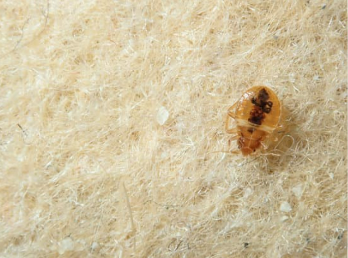 DO BED BUGS HARM CATS