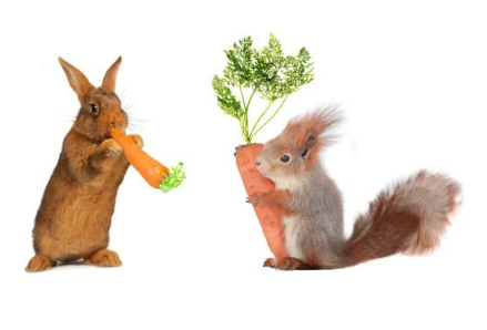 5 practical natural rabbit and squirrel repellent ideas