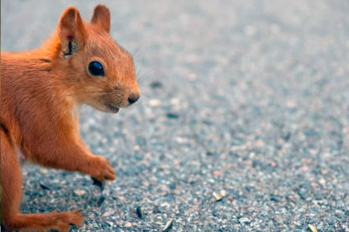Ways of getting rid of Squirrels