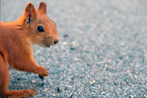 WAYS OF GETTING RID OF SQUIRRELS