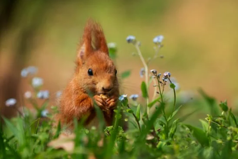 STEPS TO KEEPING AWAY SQUIRRELS