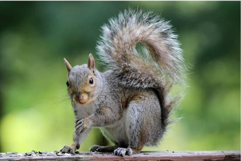 SQUIRREL FACTS