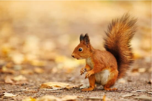 Squirrel species living in the United States