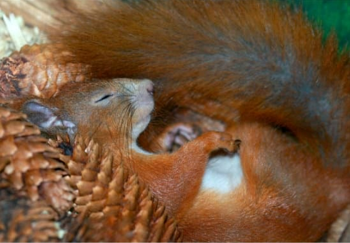 GETTING RID OF SQUIRRELS