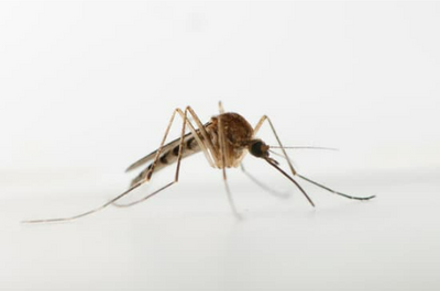 Female mosquito differs from the male