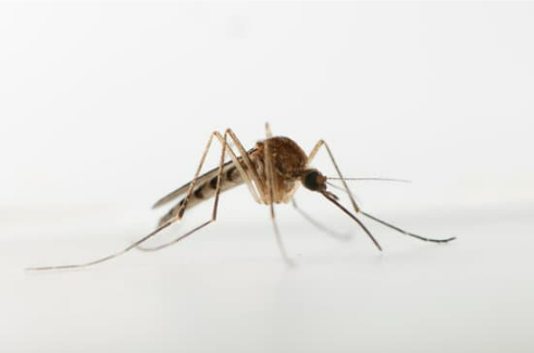 FEMALE MOSQUITO DIFFERS FROM THE MALE