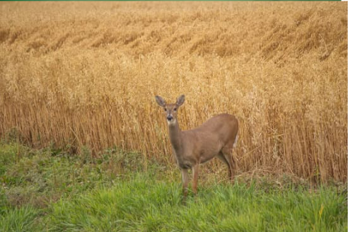DEER REPELLENTS FOR OATS