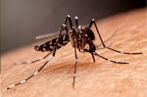 MOSQUITO FACTS