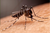 MOSQUITO FACTS